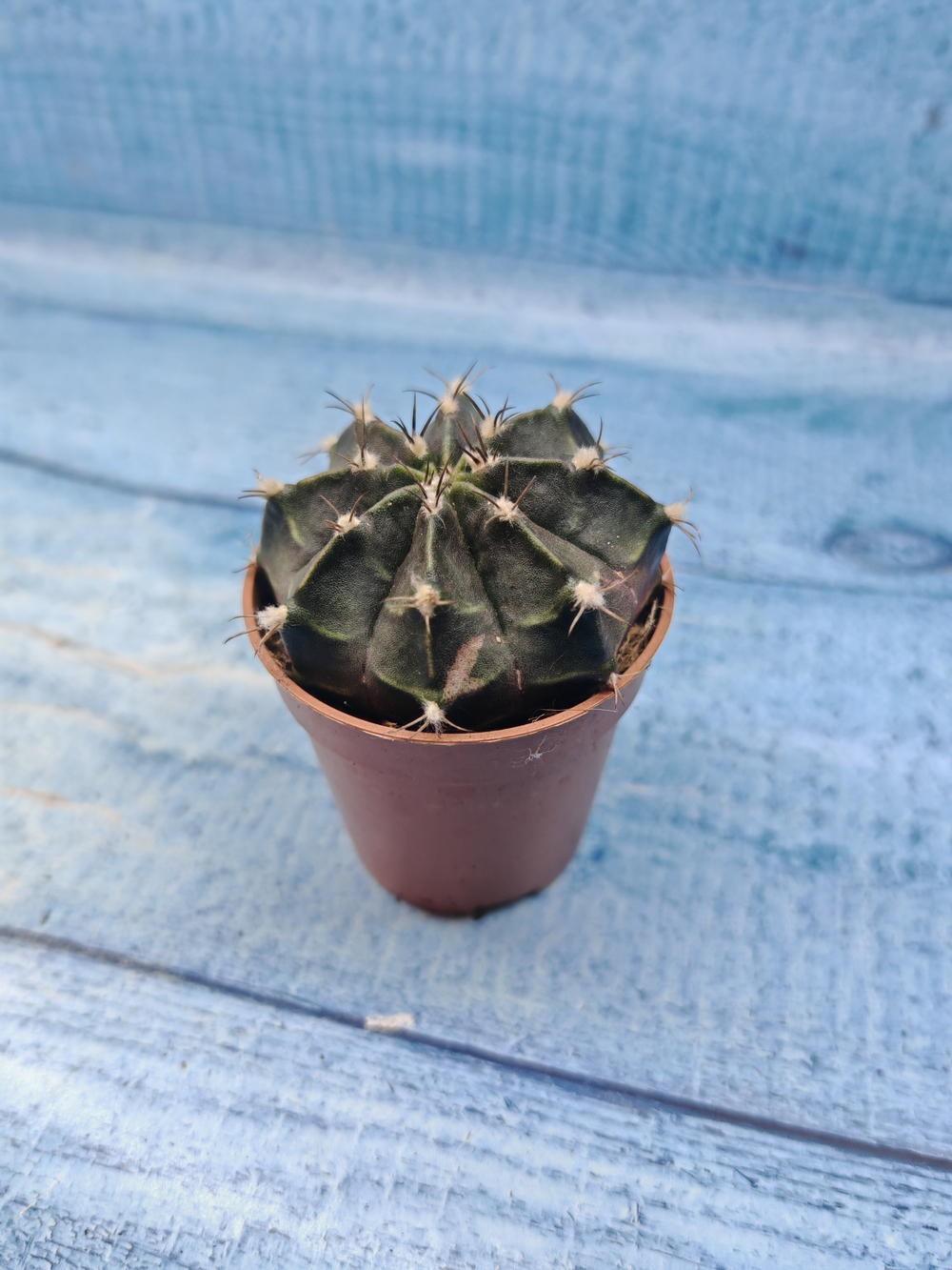 Gymnocalycium Friedrichii (Гимнокалициум)