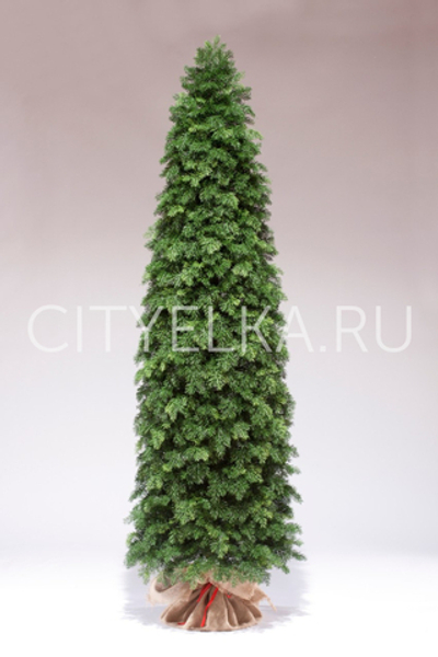 Туя большая