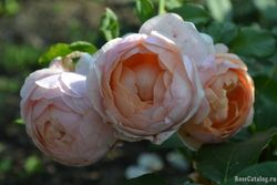 Питер Пауль Рубенс (Peter Paul Rubens)