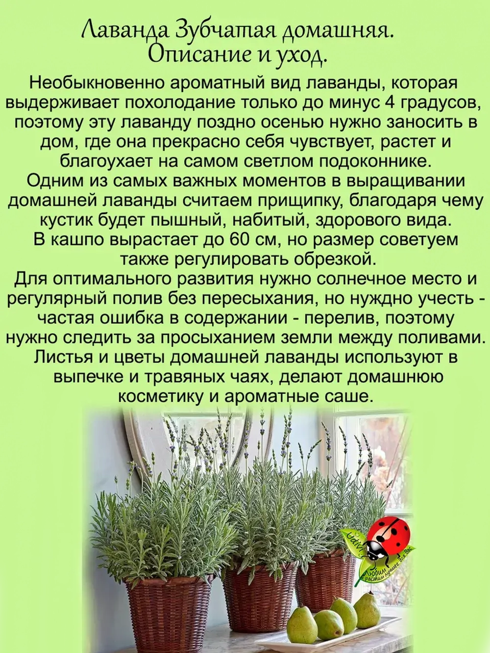 Лаванда Зубчатая домашняя
