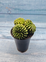 Gymnocalycium Spineless Crested form (Гимнокалициум Кристатный)