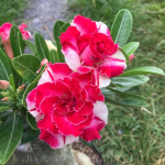 Адениум обесум 363 Ngọc Đan