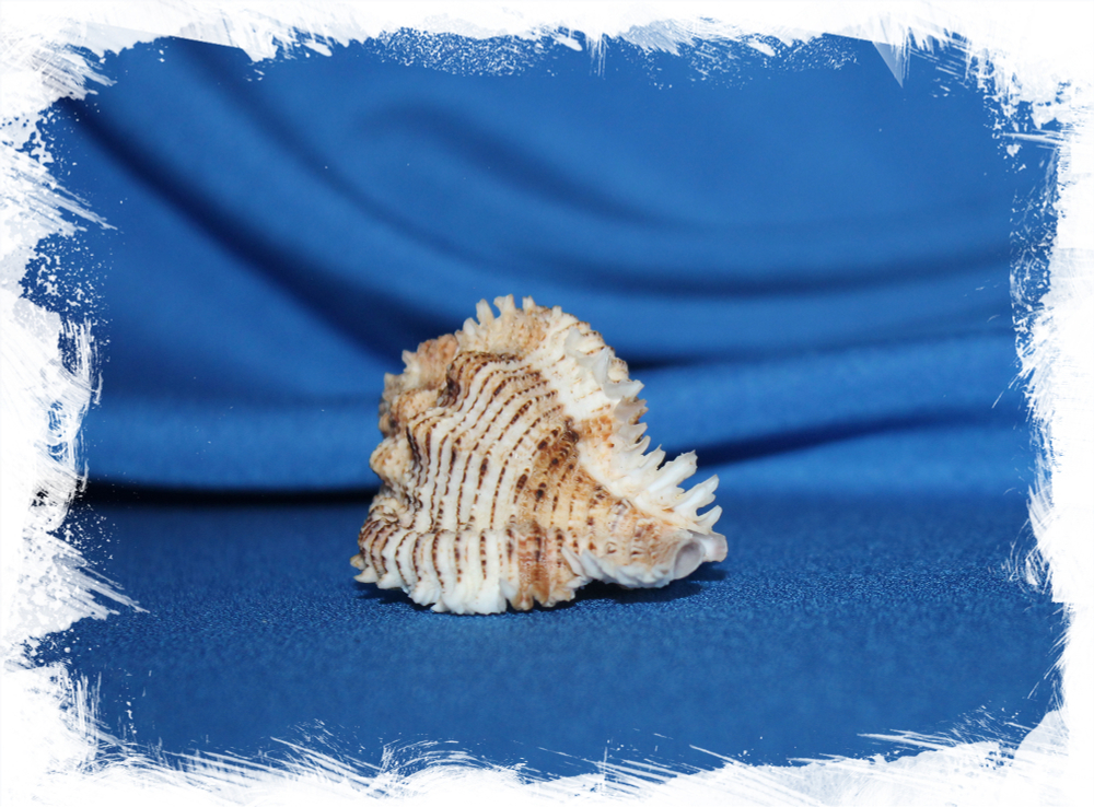 Chicomurex superbus, Chicoreus superbus, Мурекс супербус