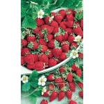 Семена Земляника Александрия - ремонтантная (УД) 0,05гр Е/П