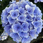 "Флорентина Блю" ("Florentina Blue") гортензия крупнолистная июль 2025 г.