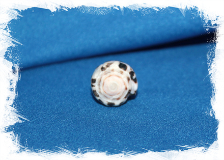 Конус эбраеус, 1,5-2,5см, 1шт