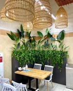 Озеленение искусственными стрелициями и ампельными растениями кафе в супермаркете "Табрис"  г.Краснодар