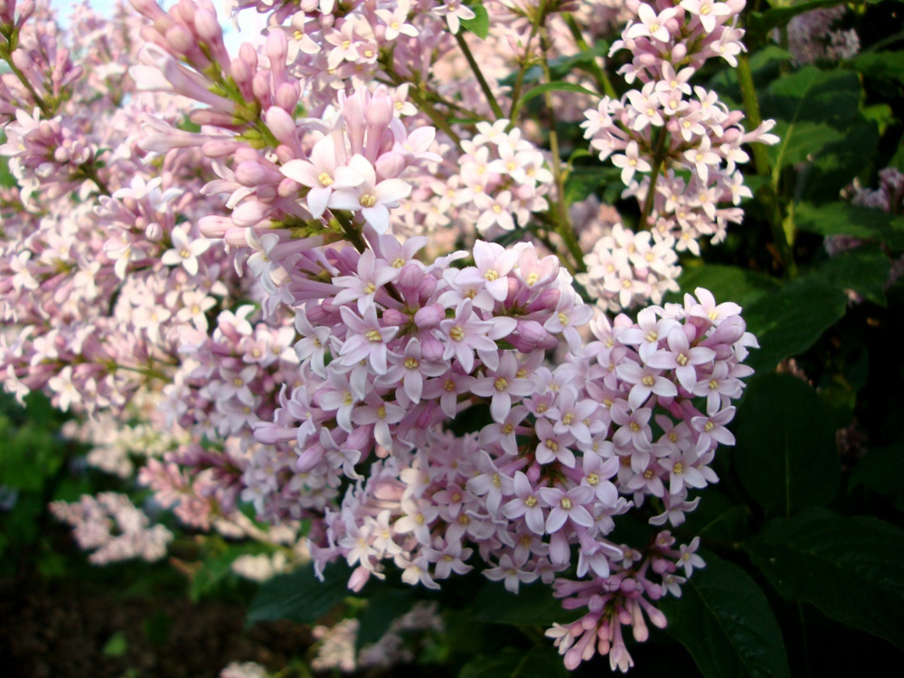 Сирень Венгерская (Syringa josikaea)