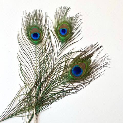 Перо павлина "глаз" натуральное 2 сорт