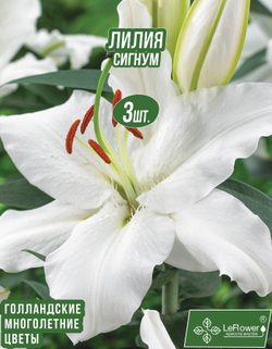 Лилия Луковица, Сигнум 3 шт