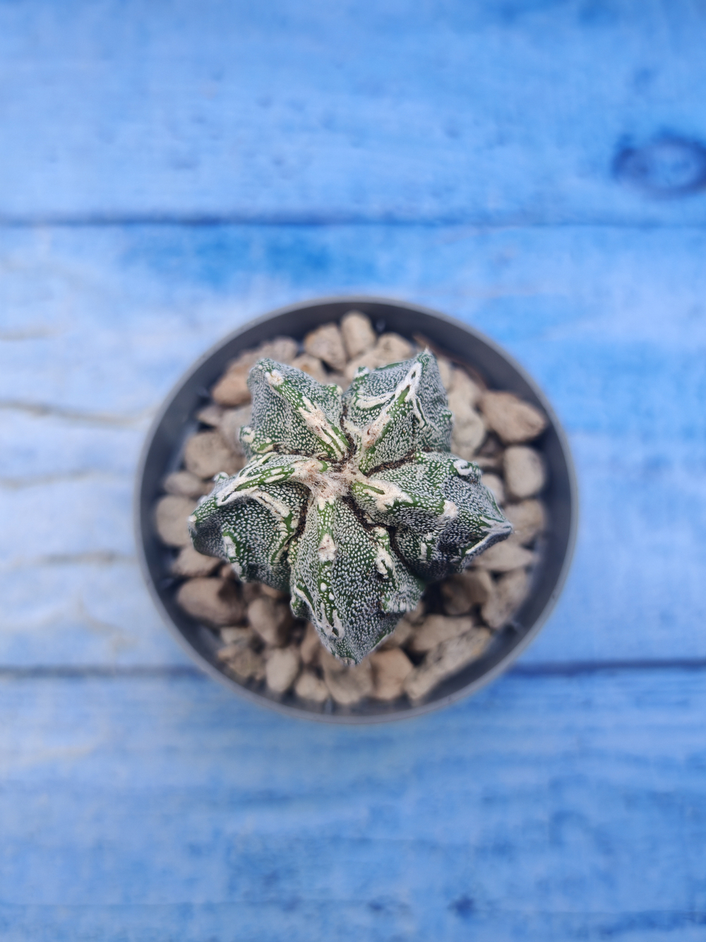Astrophytum Myriostigma Fukuryu (Астрофитум)