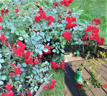 Роза Скарлет Мейяндекор почвопокровная