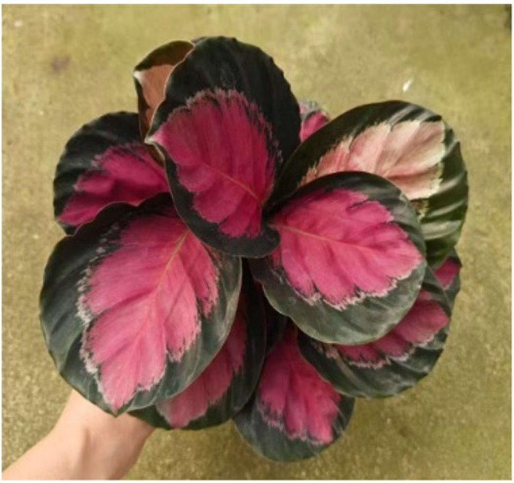 Калатея Lucky Goddess д.11