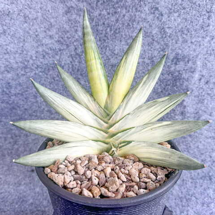 Сансевиерия YUKI ONA VAR s.L