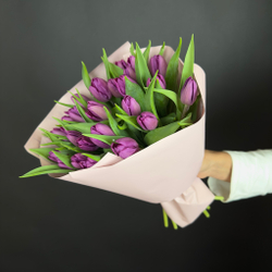 Bouquet of 25 violet tulips