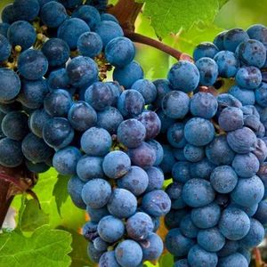 Каберне Совиньон (фр. Cabernet Sauvignon) - чёрный сорт винограда