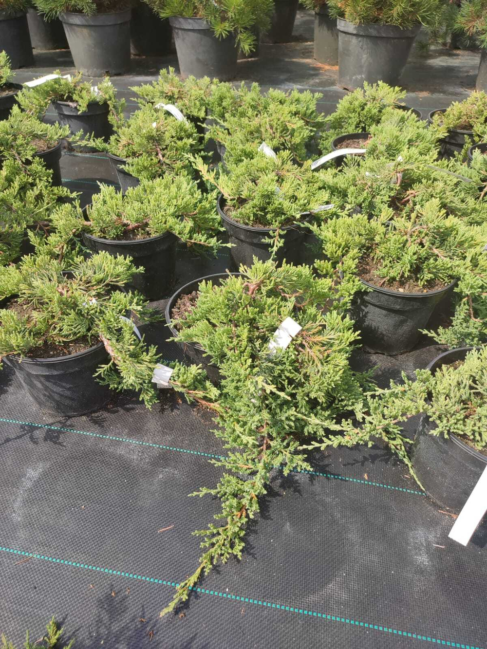 Можжевельник горизонтальный Glauca