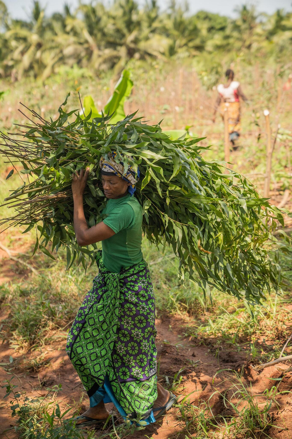 Эфирное масло dōTERRA Лимонный эвкалипт, Lemon eucalyptus, 15 мл (PROMO)