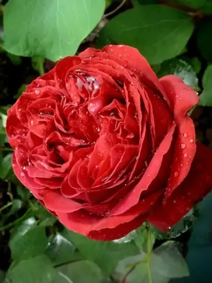 Роза шраб Эрик Таберли