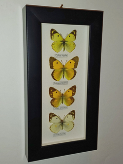 Бабочки Желтушки Colias в рамке