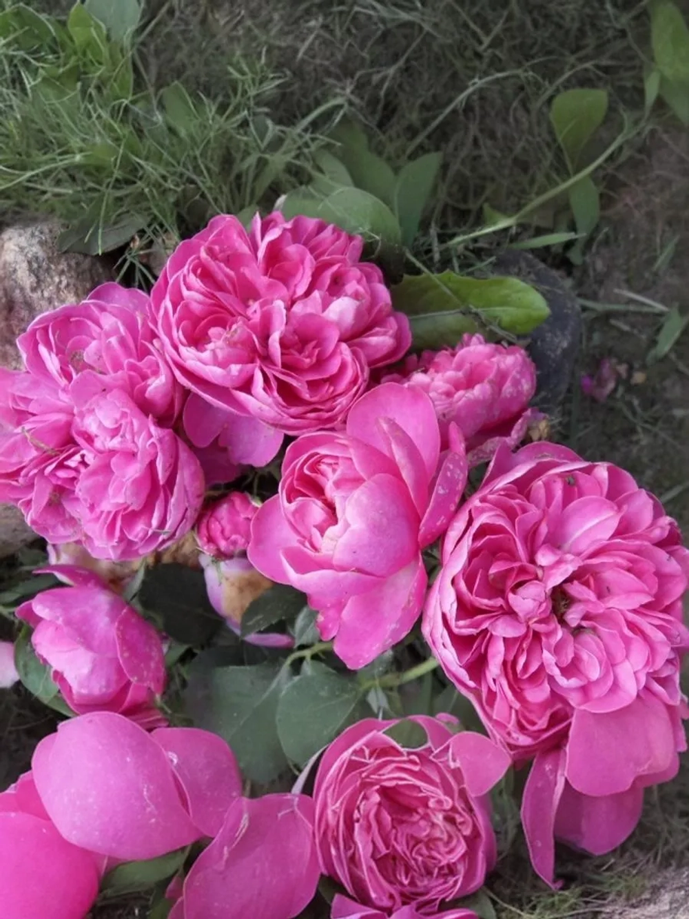 Роза плетистая Аллегро