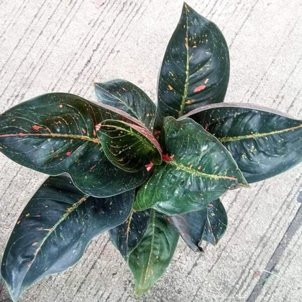 Аглаонема BLACK SUMATRA