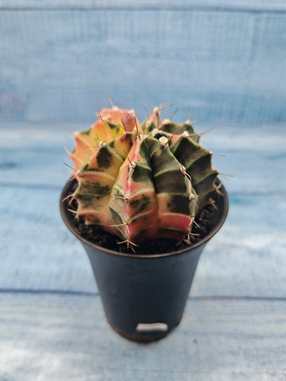Gymnocalycium Variegata (Гимнокалициум Вариегатный)