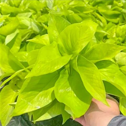 Эпипремнум NEON