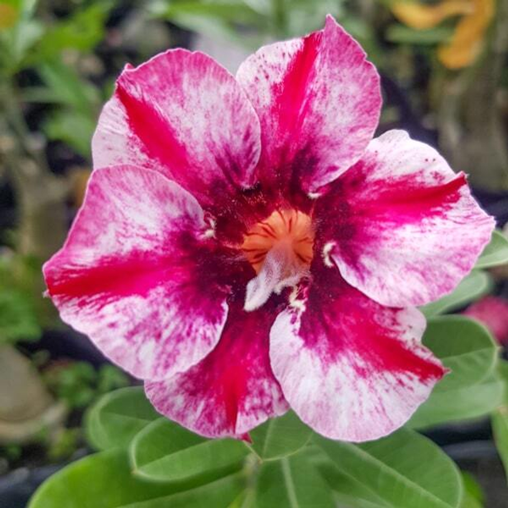 Адениум обесум 006 Song Khuê 3