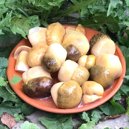 БОРОВИКИ АЛТАЙСКИЕ