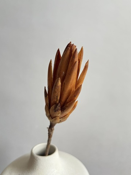 Протея бежевая