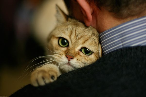 Как продлить жизнь домашней кошке?