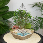 Готовый флорариум с бонсай Капля с озером