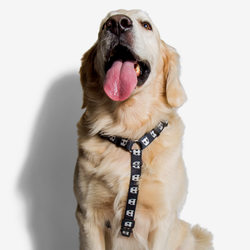 Шлейка SKULL 2.0 Zee.Dog