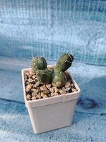 Puna Incahuasi (Пуна)