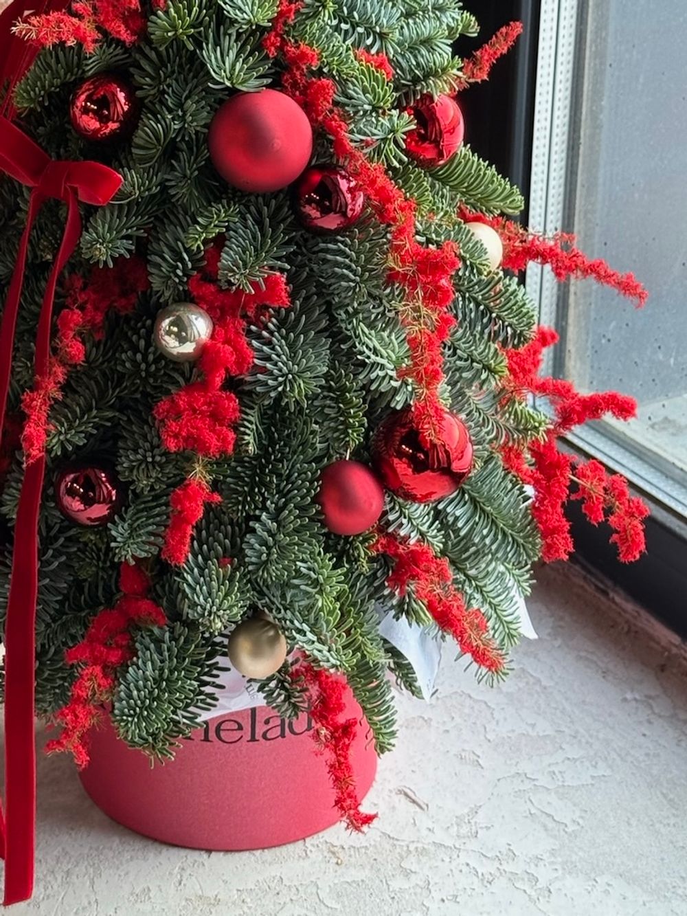 Елка из нобилиса