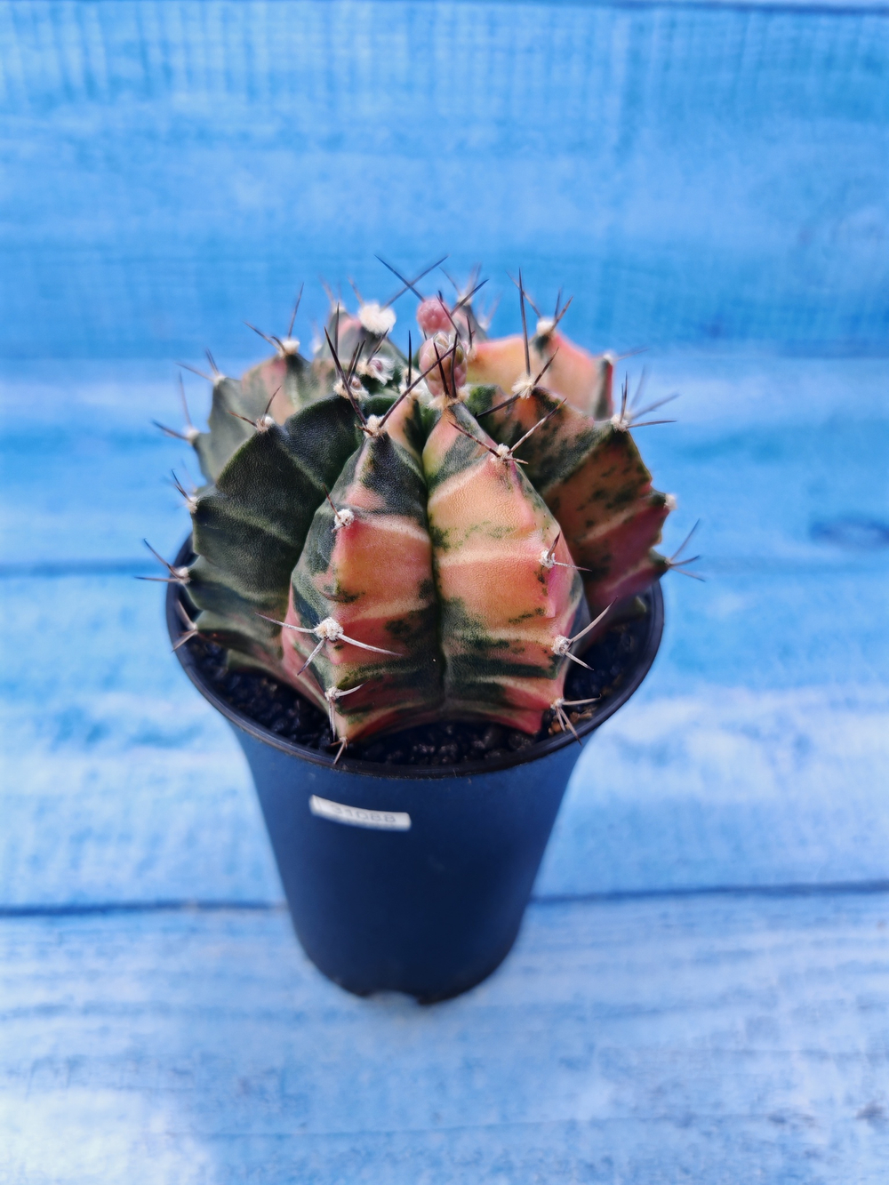 Gymnocalycium Variegata (Гимнокалициум Вариегатный)