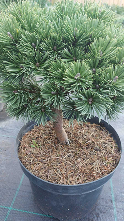 Cосна pinus mugo Sherwood Compact