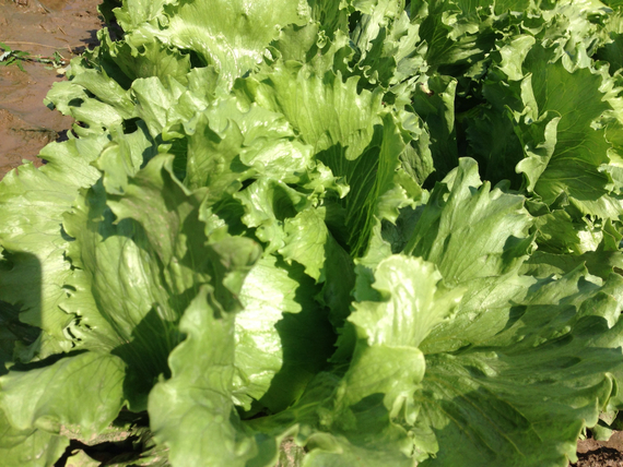 САНТАРИНАС семена салата (Rijk Zwaan | Alexagro) – фото 5