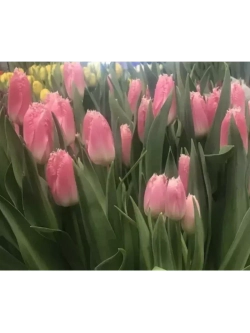 Тюльпаны пионовидные ,луковицы ZANZIBAR розовые (4 штуки)