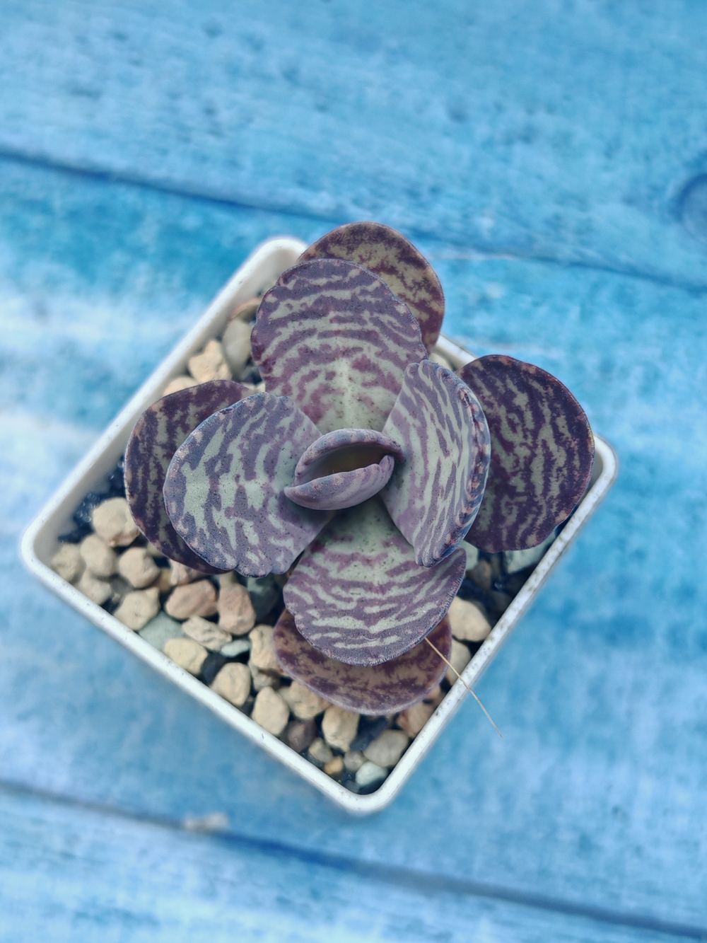 Kalanchoe Humilis (Каланхоэ)