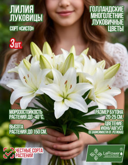 Лилия Луковица, Систо, разбор 18/20, 3 шт