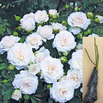 Роза Нисо Фумагалли флорибунда саженец с ОКС.