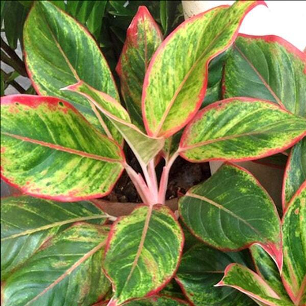 Аглаонема MANEE LOM PHET