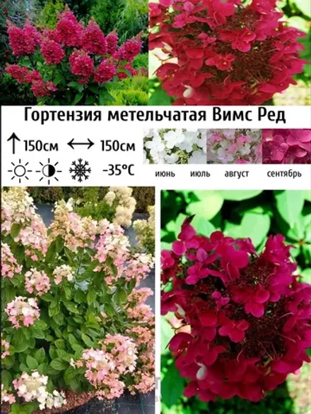 Вимс Ред гортензия метельчатая