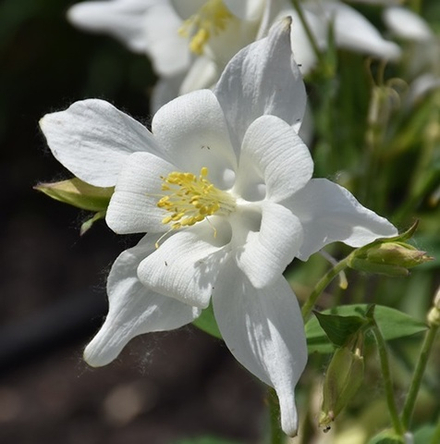 Аквилегия голубая "Songbird Dove". Aquilegia caerulea "Songbird Dove".