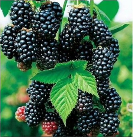 Ежевика Блэк Сатин