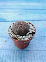 Суккулент Euphorbia Obesa (Эуфорбия)