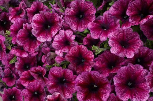 Петуния мультифлора Celebrity Plum Ice
