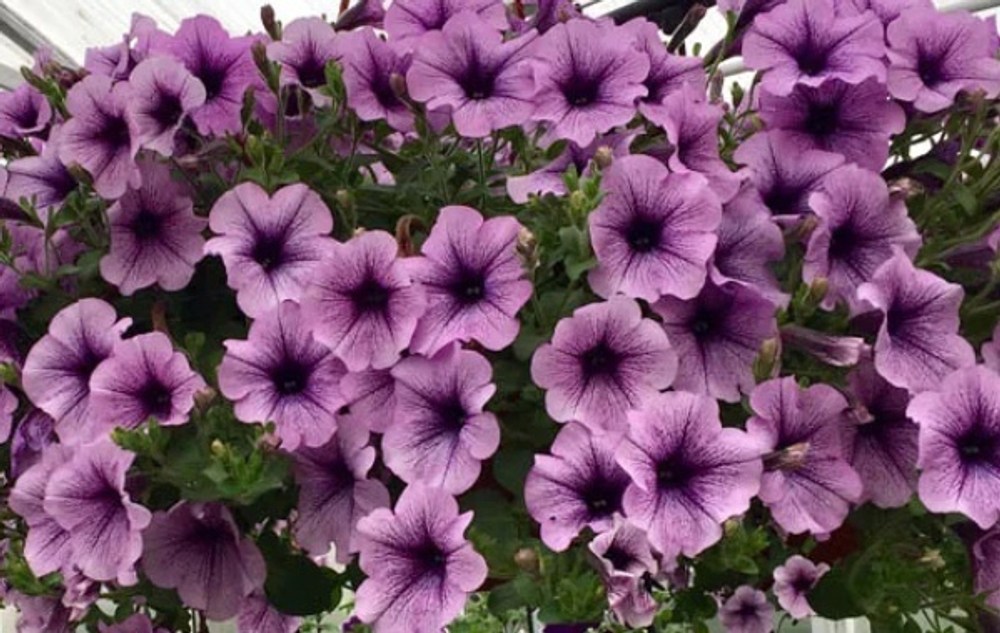 Петуния Surfinia Compact Purple Vein ОКС укорененный черенок. 1-10 марта